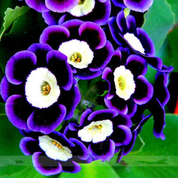 Scarce Rare Phantom Petunia Flower Seeds 200 Seeds Pack Garden Bonsai Petun