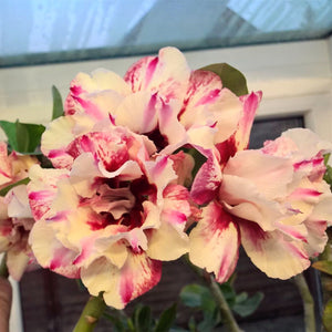 New arrive RANTON GARDEN 5 PCS "Riotous" Adenium Obesum seeds quality Prett