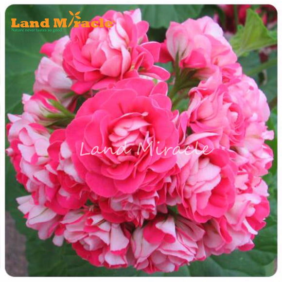 LAND MIRACLE 100% True Rose Geranium Flower Seeds, 5 Seeds, Appleblossom Ro