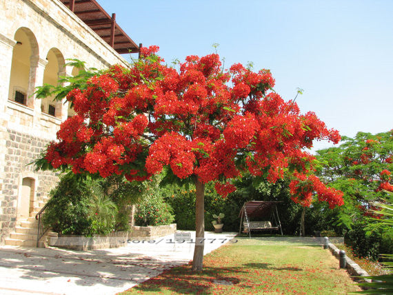 Delonix regia seeds,Outdoor bonsai tree seeds.Flame of forest red flowers,