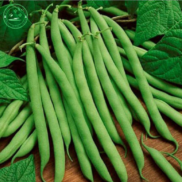 Climbing flowers white sauteed green beans seed pods balcony potted vegetab