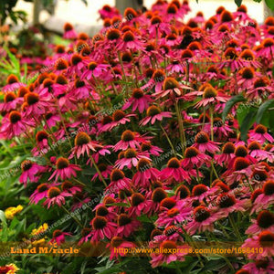 Echinacea 'Maui Sunshine' Coneflower Flower Seeds, 20 Seeds/Pack, Mini Powd