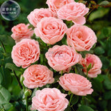 BELLFARM Rose Lovely Pale Pink Rose Flower Seeds, 50 Seeds, cut flowers dia