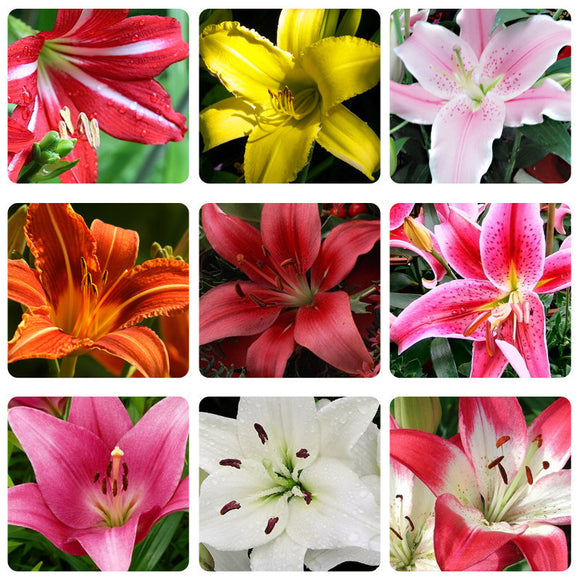 New lily Plants indoor bonsai perfume lily seeds lily flower seeds   20 see