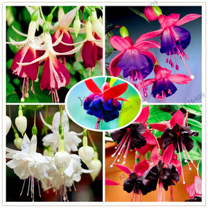 Big sale!100pcs/bag Fuchsia Hybrida seeds, lantern flowers seeds,bonsai pla