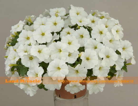 Pure White Big Flowers Vine Petunia Seeds, 100 Seeds/Pack, Bonsai Balcony G