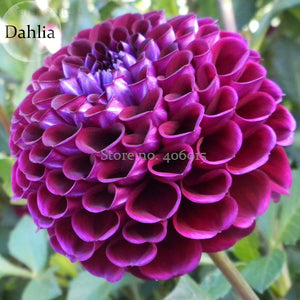 Rare Beautiful Alveolate Purple Dahlia Flower,  50 Seeds, attractive butter