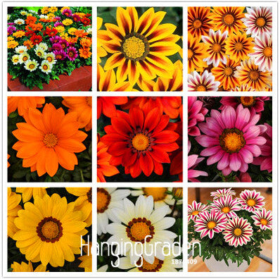 Big Sale!Gazania seeds multicolor mixed Seed beautiful gazania Flower seeds