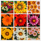 Big Sale!Gazania seeds multicolor mixed Seed beautiful gazania Flower seeds