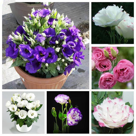 Eustoma Seeds Perennial Flowering Plants Plants Potted Flowers Seeds Lisian