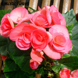 Hot: 50PC / Bag Rare Begonia Seeds Flower Seeds , 20 Colors Bonsai Seeds Fr