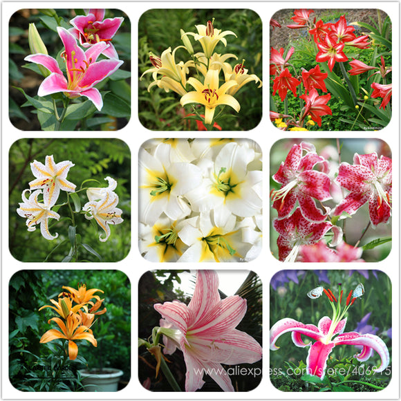 Heirloom Lilium Lily Flower Fragrant Perennial Flower Cheap Optimized 50 Se