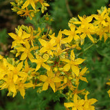 Dotted St. John's Wort  Seed * 1 Packet 10 Seeds * Hypericum perforatum * H