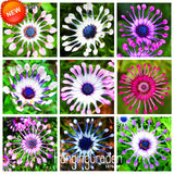 Loss Promotion!5 Color Available Osteospermum Seeds Potted Flowering Plants