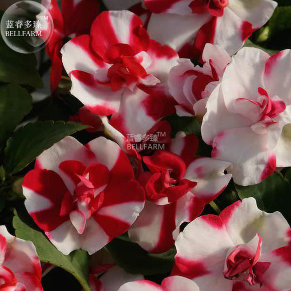 BELLFARM Impatiens Red White Flash Flower Seeds, 20 seeds, semi double rose