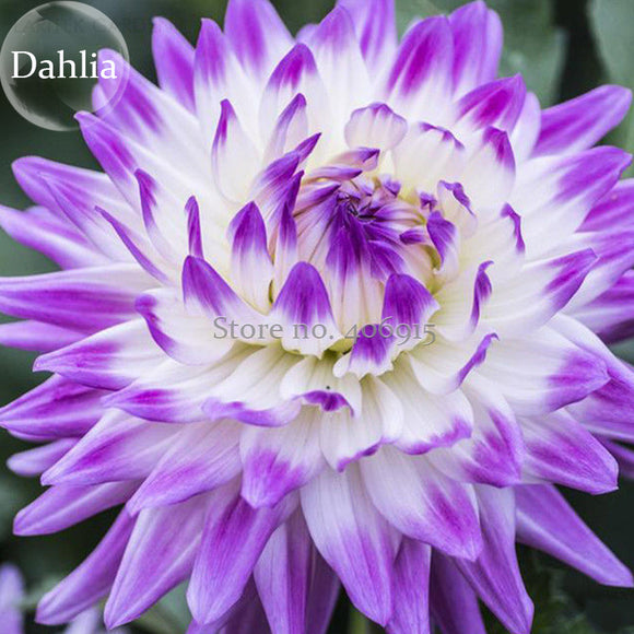 Rare Purple White Perennial Dazzling Dahlia Flowers, 50 Seeds, fragrant pre