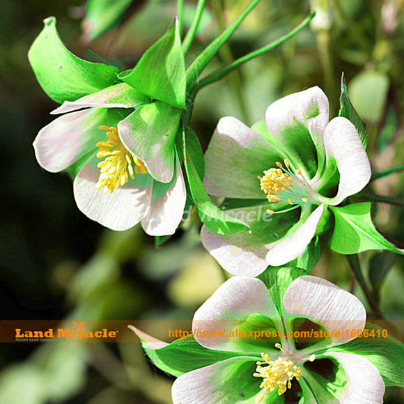 Rare Aquilegia Green White Columbine Flower Seeds, 50 Seeds, Beautiful Herb