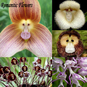 Dracula Simia Monkey Face A Variety Of Perennial Flower Seeds , 100 Seeds /