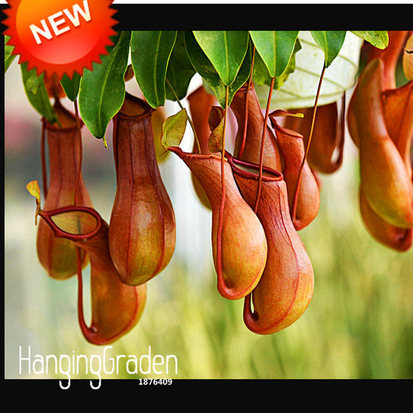 Hot Sale!Purple Nepenthes Carnivorous Flower Seeds Purify the Air Catch Ins