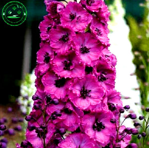 Bonsai seeds Forking Larkspur Salmon King (Delphinium consolida) Family gar