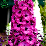 Bonsai seeds Forking Larkspur Salmon King (Delphinium consolida) Family gar