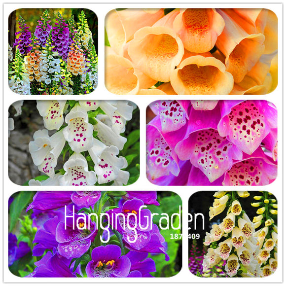 Big Sale! 100 Pcs/Lot Foxglove flower seeds Fall Seasons kinds of flowers p