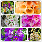 Big Sale! 100 Pcs/Lot Foxglove flower seeds Fall Seasons kinds of flowers p