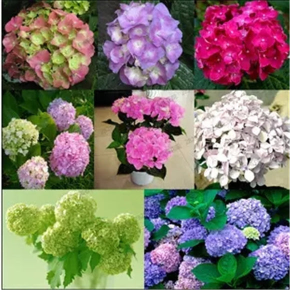 Common hydrangea seed, Balcony Potted flowers hydrangea seed varieties have