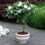 Cape Jasmine Seeds,(Gardenia jasminoides) fragrant Exotic Shrub   open poll