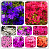 New Arrival! 100 Seeds A Bag Japanese azalea seeds,flower seeds tree seeds