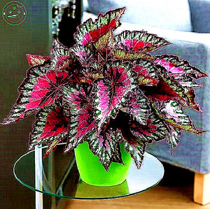 Bonsai coleus seeds foliage plants perfect color rainbow Dragon seeds Beaut