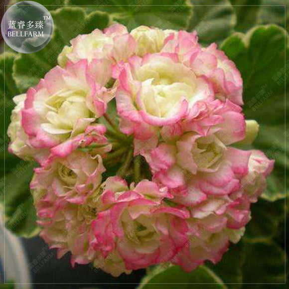 BELLFARM Geranium 'apple bloom rosebud' 24 Types for your Choose Flower See