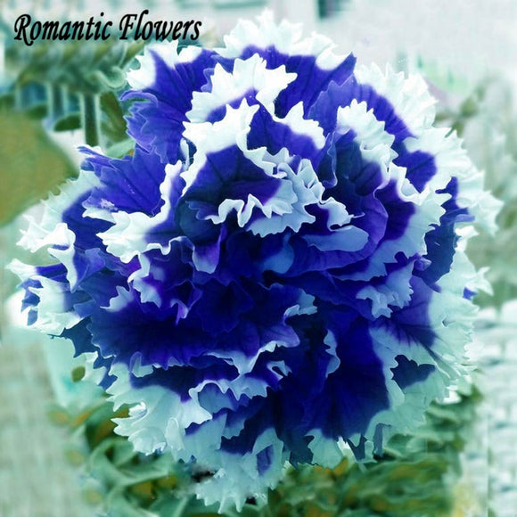 Free Shipping 50 Particle/Bag  Petunia Petals Blue With White Side Garden H