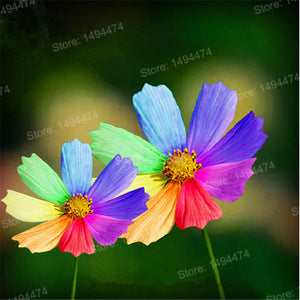 Hot Sale 200pcs/bag Rainbow chrysanthemum seeds Rare beautiful flower seeds