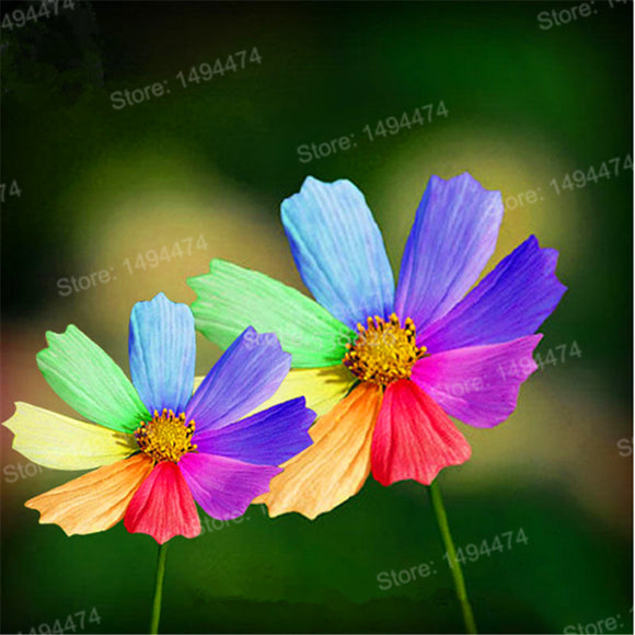 Hot Sale 200pcs/bag Rainbow chrysanthemum seeds Rare beautiful flower seeds