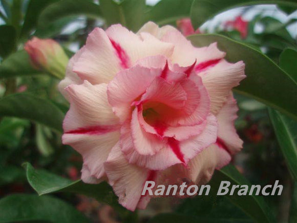 SOFT PINK COLOR WITH RED STRIP DESERT ROSE SEEDS ADENIUM OBESUM DESERT ROSE