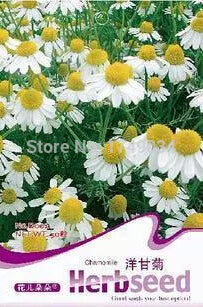 1 Original Pack 100 Seeds / Pack chamomile flower Seed, bonsai chrysanthemu