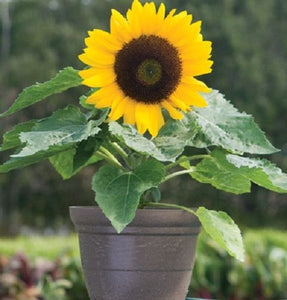 Flowers Fortune Sunflower Fortune Sunflower Seeds Flowers Seeds  Sun Fortun