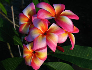 Heirloom 5 Seeds Plumeria mixed Colors Flower Colorful Fresh & High Quality