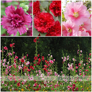 Sales promotion! hollyhock seeds, cheap flower seeds mixed color 50/lot Fre