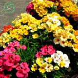 Flower seeds MIX NEMESIA SUNDROPS seeds  Nemesia strumosa grandiflora Home