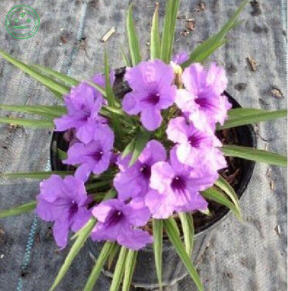 Flower seeds Potted plant seed Mexican petunias Seed  Ruellia brittoniana S