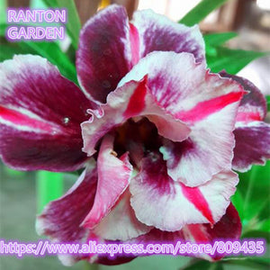 New arrive RANTON GARDEN 5 PCS "The Dreamlike" Adenium Obesum seeds quality