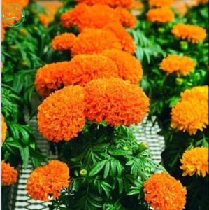 Flower Seeds Bonsai seeds substitutes Marigold Seeds   Antigua Orange   Gre