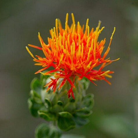 Medicinal herb seeds safflower, red flower seeds 30 particles-in Bonsai fro