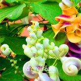 New Seeds 2017! 20 Pcs/Pack Rare Japanese snail vine seeds bonsai DIY home