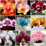 Direct Orquidea Orchid Phalaenopsis flower seed Orchard seeds semente 30 PC