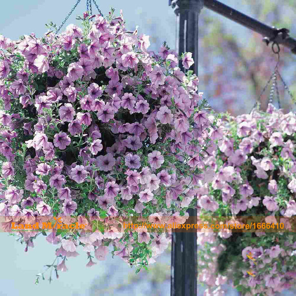 The Sky Star Hanging Petunia Seeds, 100 Seeds/Pack, Balcony Potted Trailing