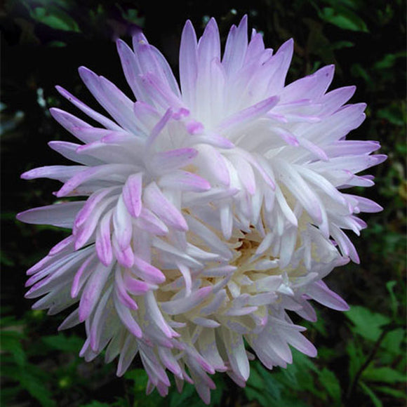 Hot Selling White Purple Callistephus Chinensis Flower Seeds Balcony Potted