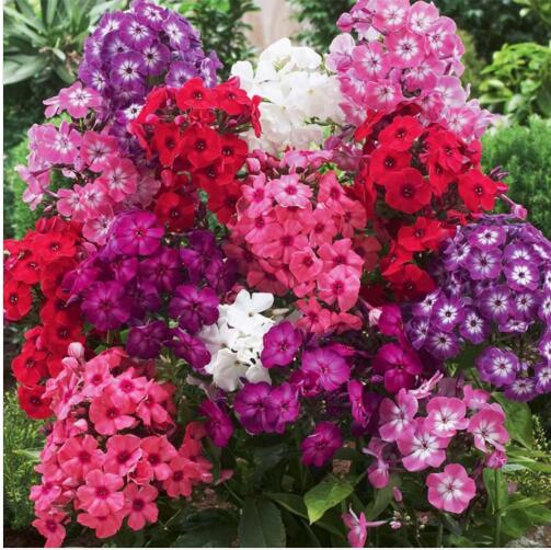 Potted Family garden decoration flower seed Hot shot flower seeds PHLOX see